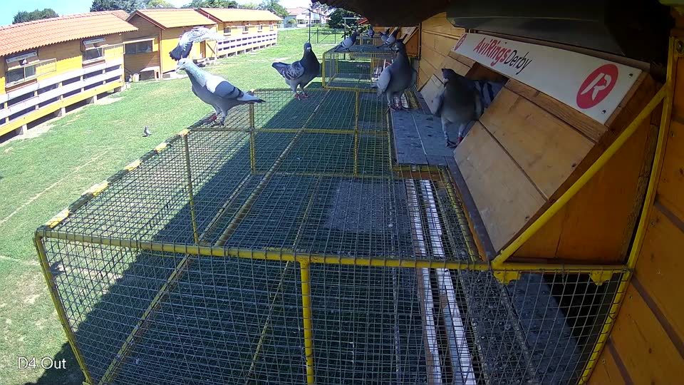 Pigeon Arrival Image For Race Race 2