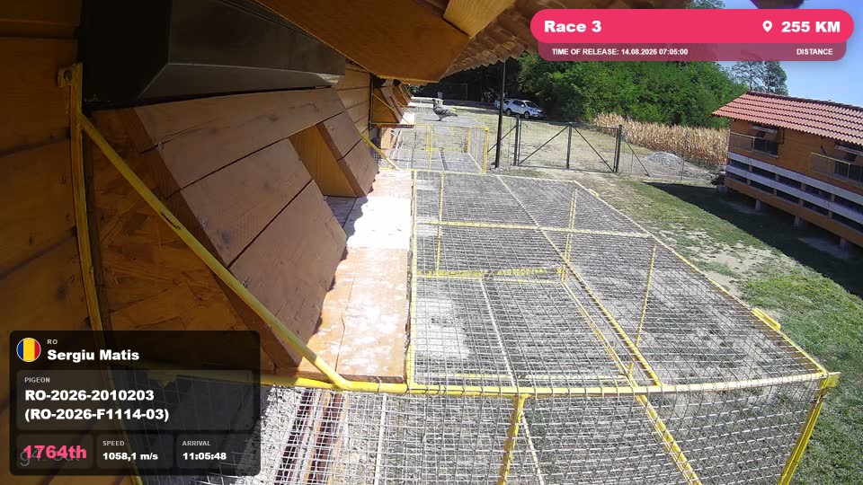 Pigeon Arrival Image For Race Race 3