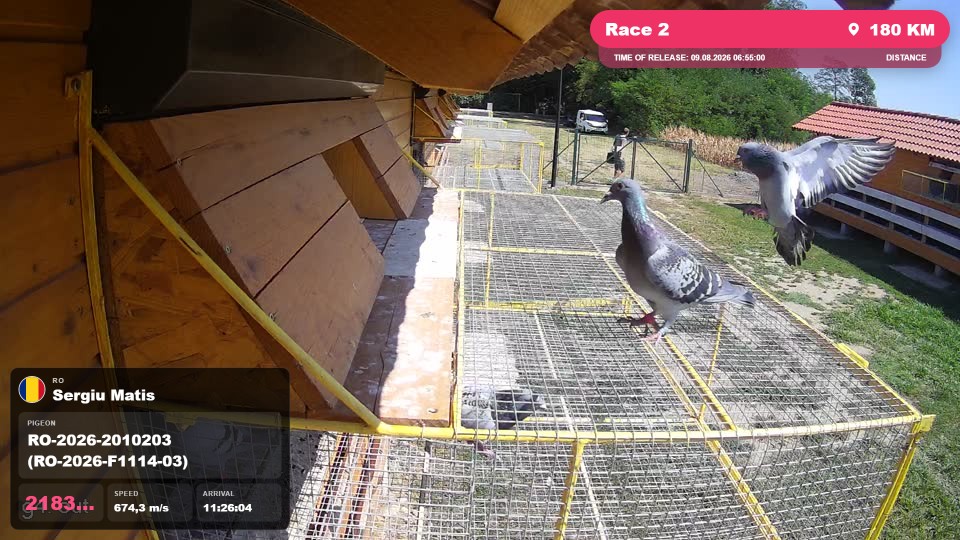 Pigeon Arrival Image For Race Race 2