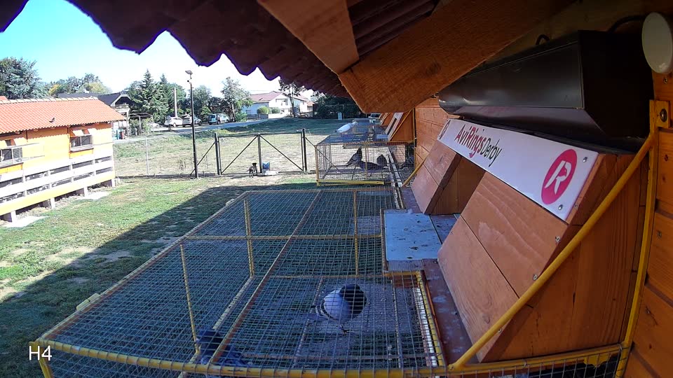 Pigeon Arrival Image For Race Race 5