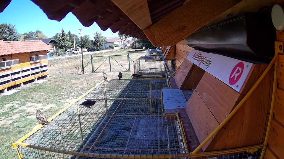Pigeon Arrival Image For Race Race 3
