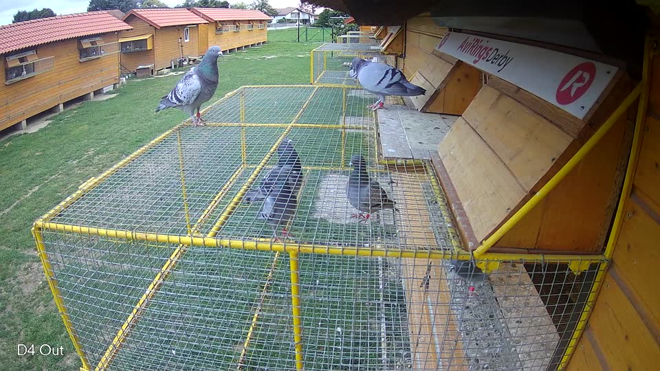Pigeon Arrival Image For Race Race 6