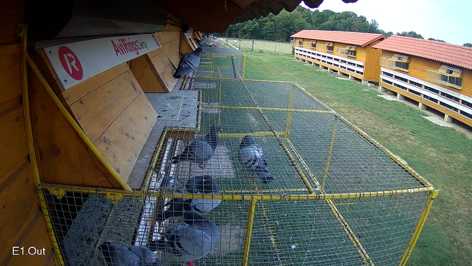 Pigeon Arrival Image For Race Race 4