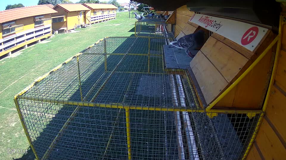Pigeon Arrival Image For Race Race 2