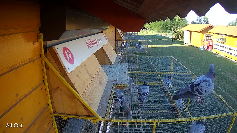 Pigeon Arrival Image For Race Race 5