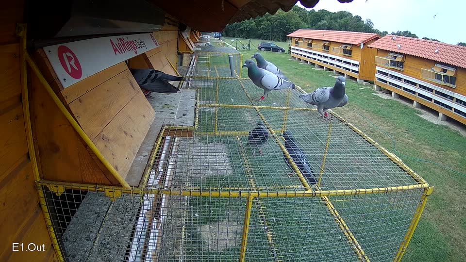 Pigeon Arrival Image For Race Race 3