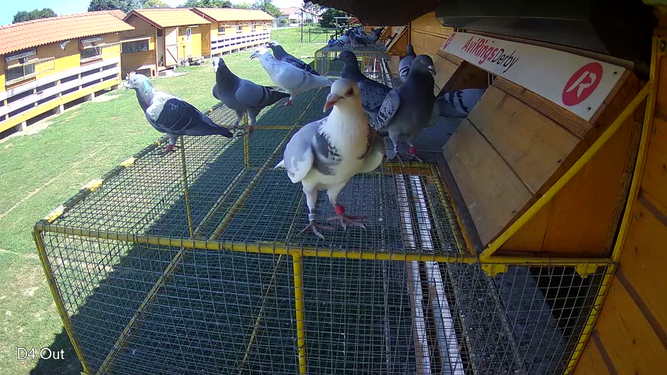 Pigeon Arrival Image For Race Race 2