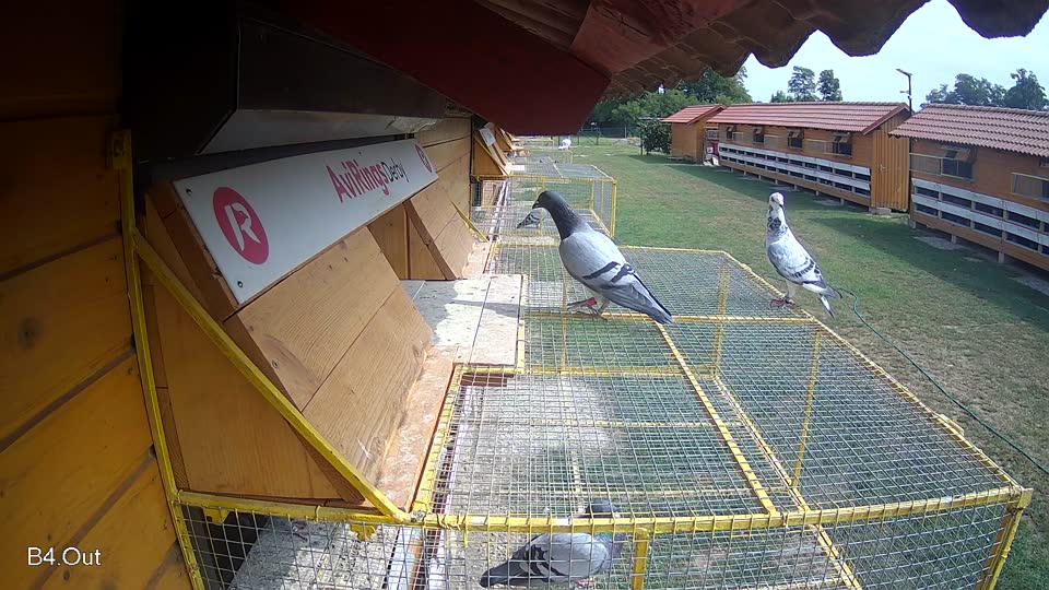 Pigeon Arrival Image For Race Race 3
