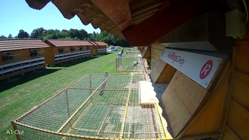 Pigeon Arrival Image For Race Race 2