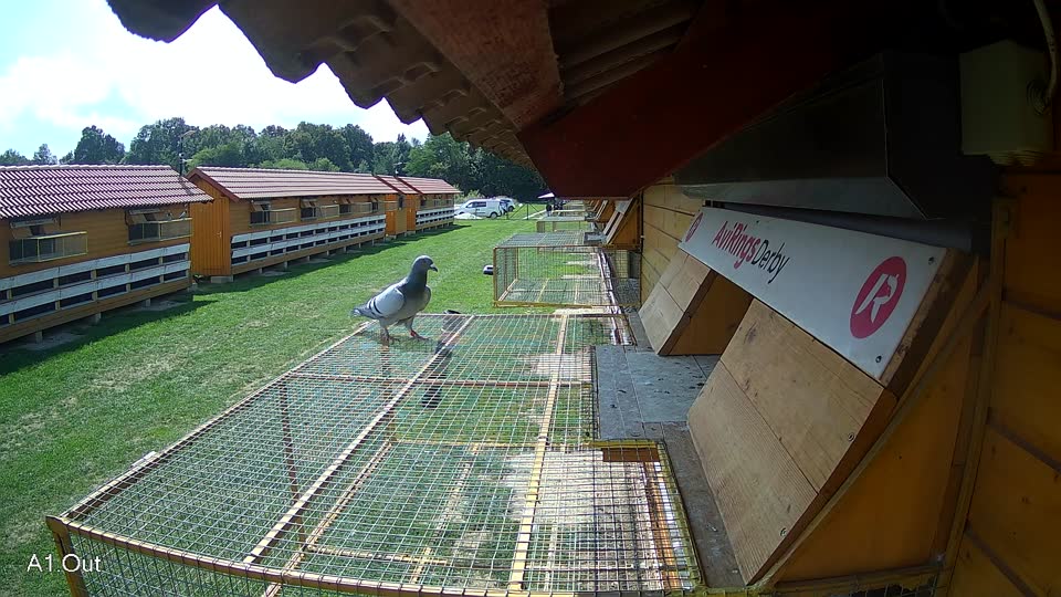 Pigeon Arrival Image For Race Race 6
