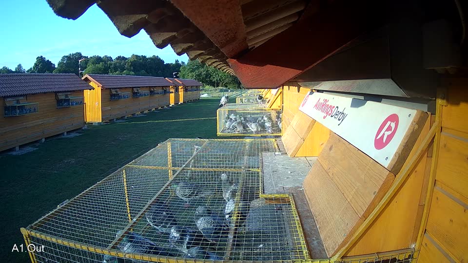 Pigeon Arrival Image For Race Race 4