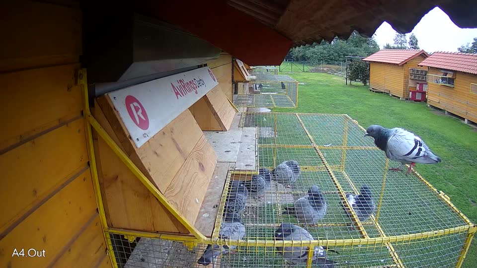 Pigeon Arrival Image For Race Final race 3