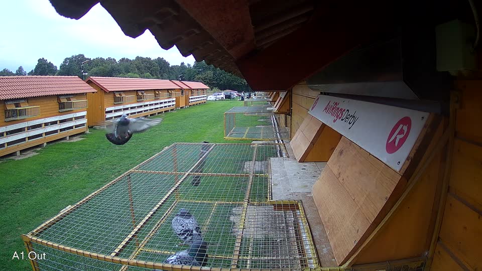 Pigeon Arrival Image For Race Final race 2