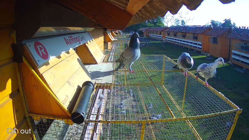 Pigeon Arrival Image For Race Race 2