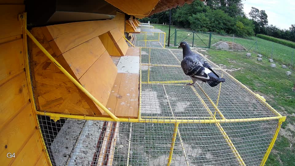 Pigeon Arrival Image For Race Race 3
