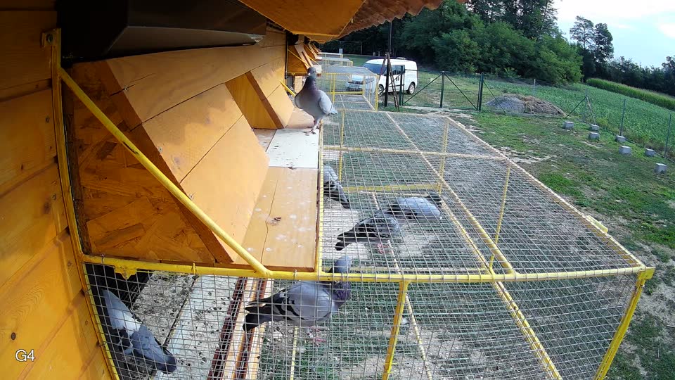 Pigeon Arrival Image For Race Race 4