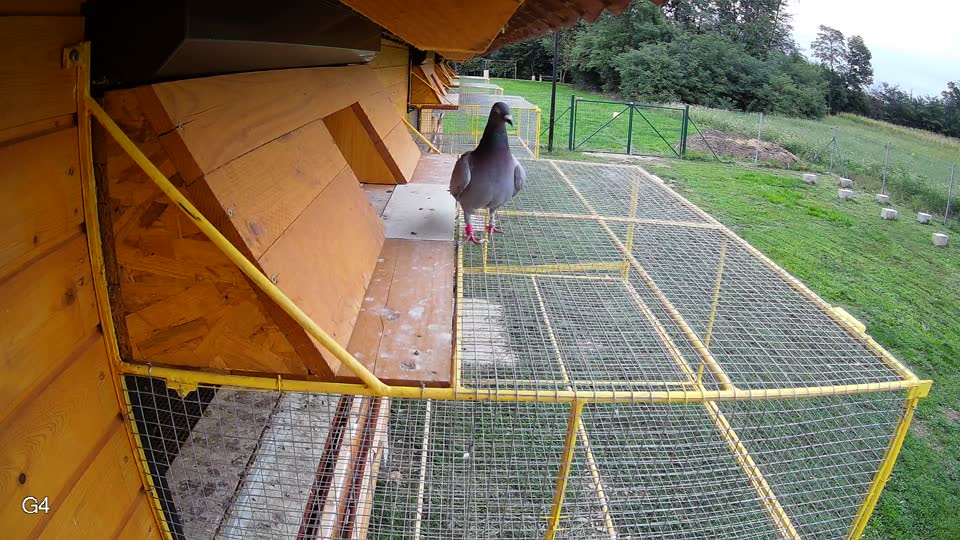 Pigeon Arrival Image For Race Final race 2