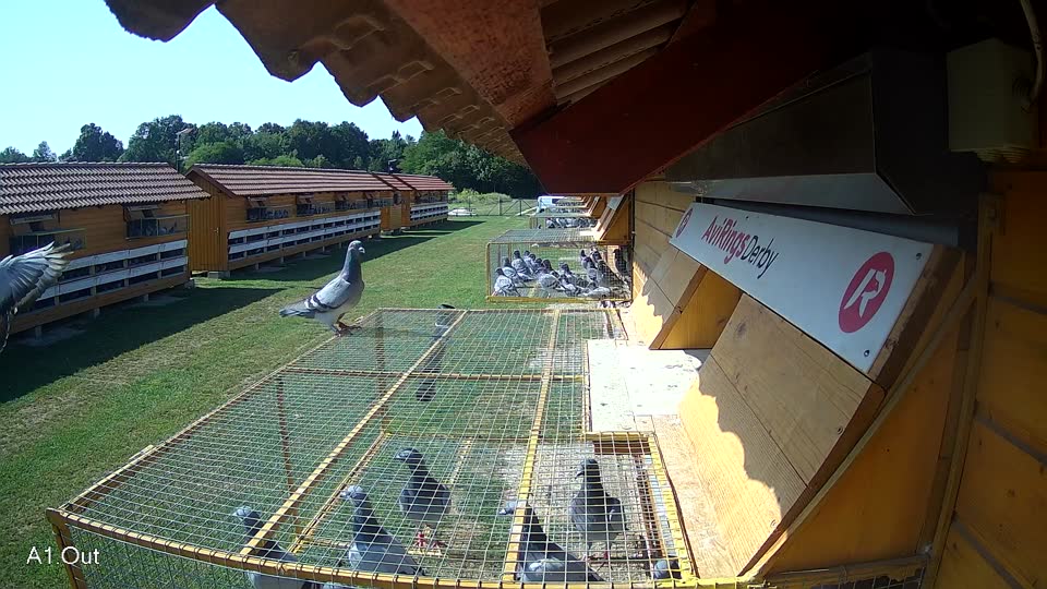 Pigeon Arrival Image For Race Race 3