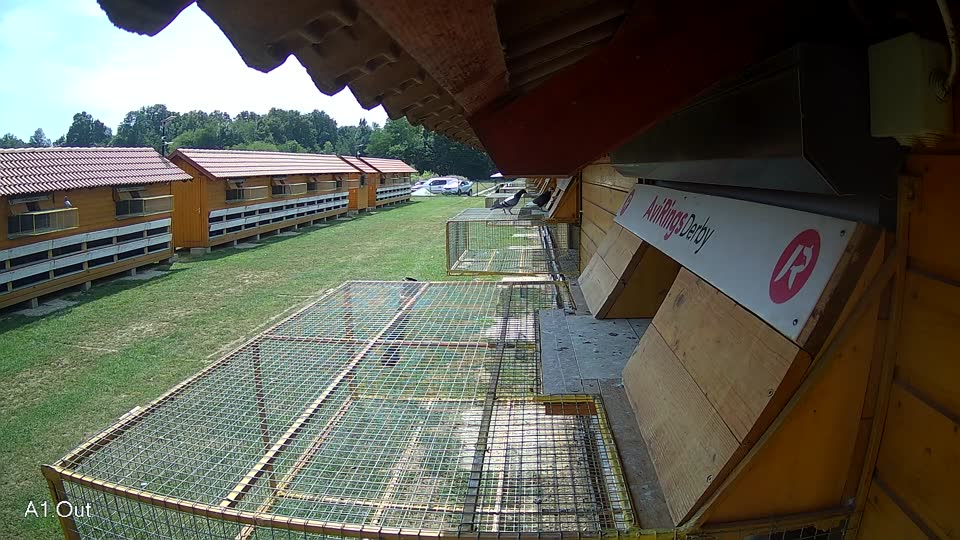 Pigeon Arrival Image For Race Race 4