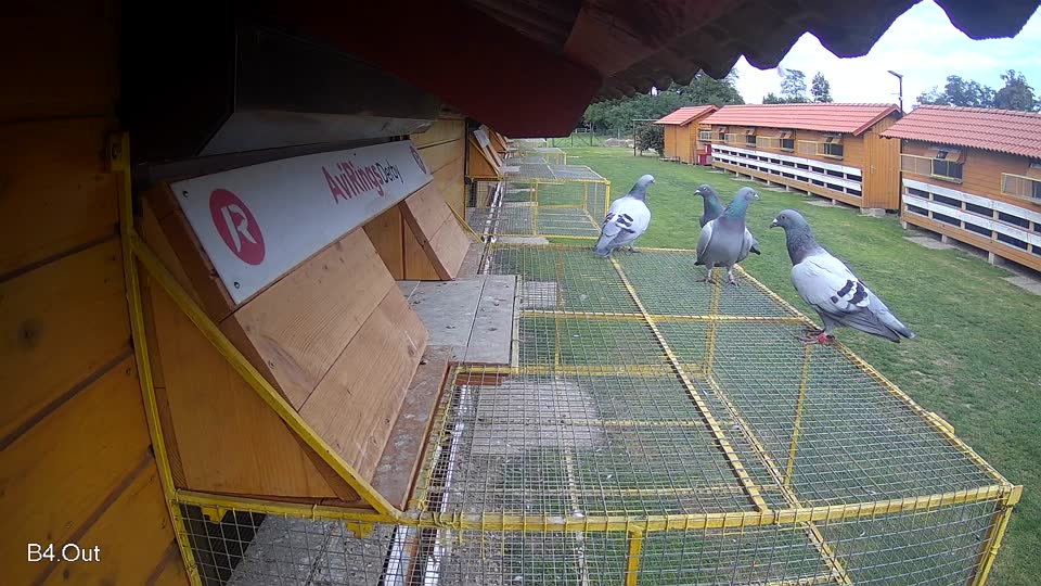 Pigeon Arrival Image For Race Final race 3