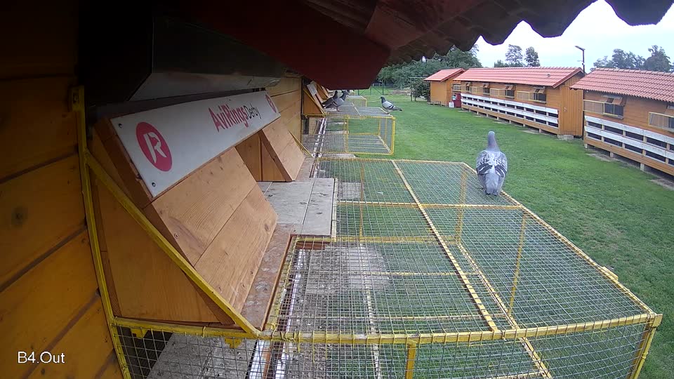 Pigeon Arrival Image For Race Final race 2