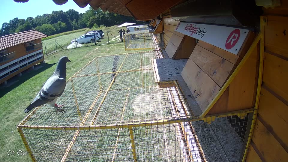 Pigeon Arrival Image For Race Race 5