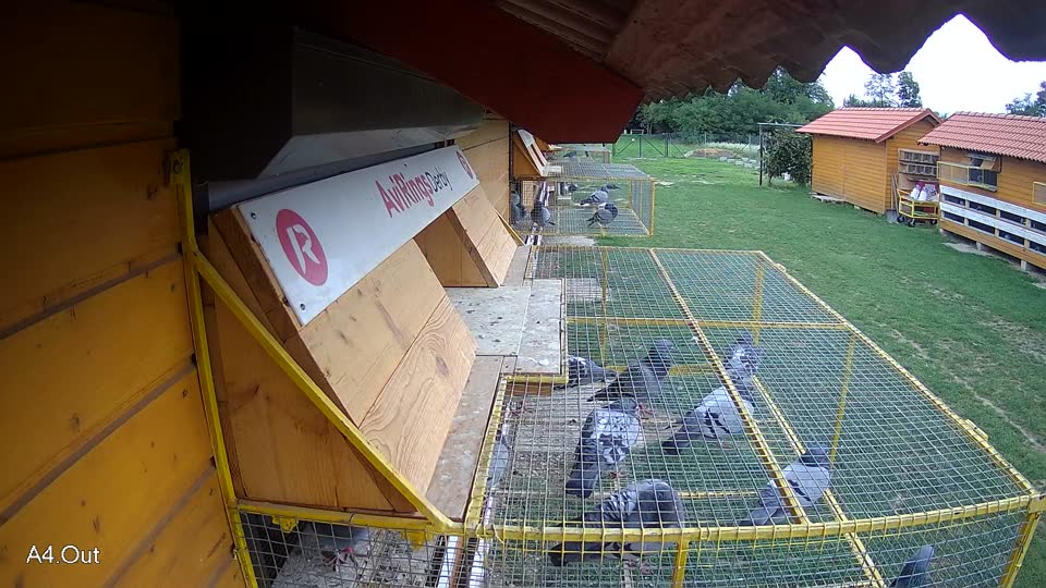 Pigeon Arrival Image For Race Race 6