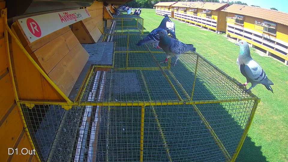 Pigeon Arrival Image For Race Race 2