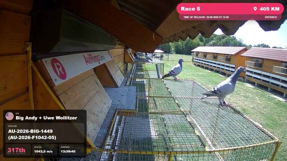Pigeon Arrival Image For Race Race 5