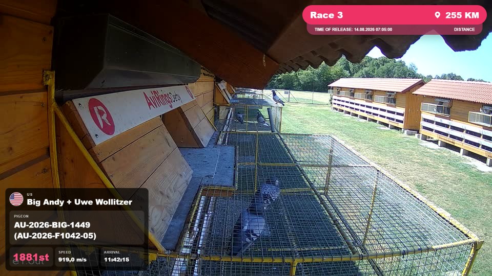 Pigeon Arrival Image For Race Race 3
