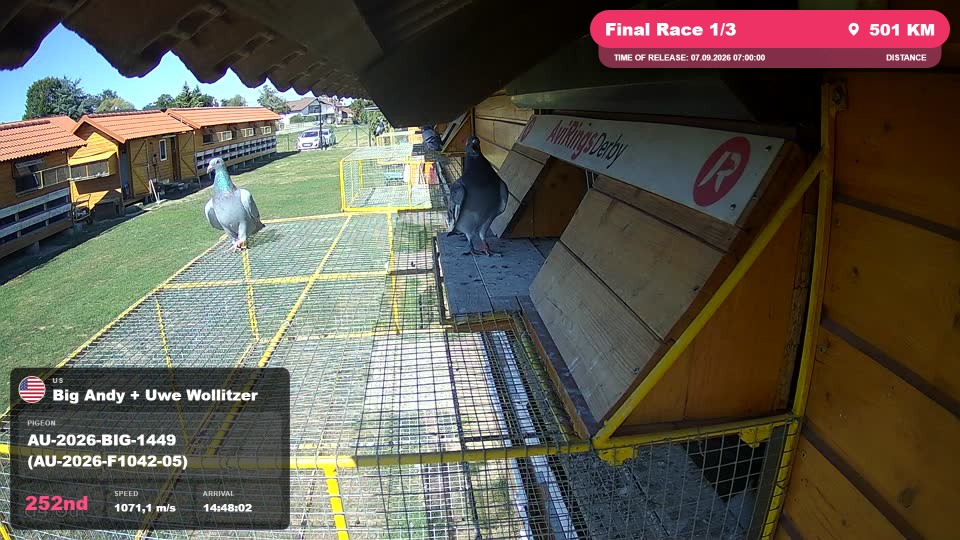 Pigeon Arrival Image For Race Final Race 1/3