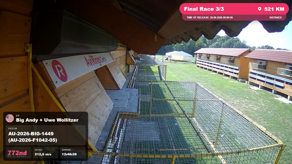 Pigeon Arrival Image For Race Final Race 3/3