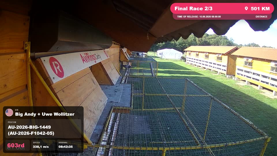 Pigeon Arrival Image For Race Final Race 2/3