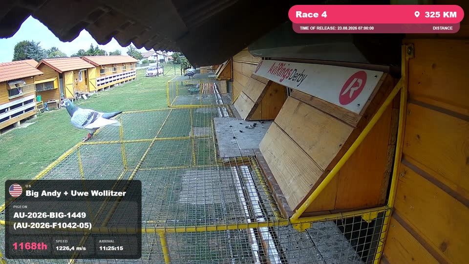 Pigeon Arrival Image For Race Race 4