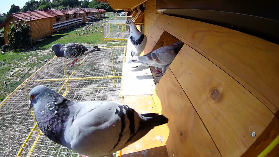 Pigeon Arrival Image For Race Race 3