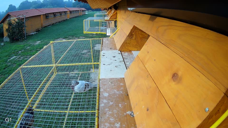 Pigeon Arrival Image For Race Final race 1