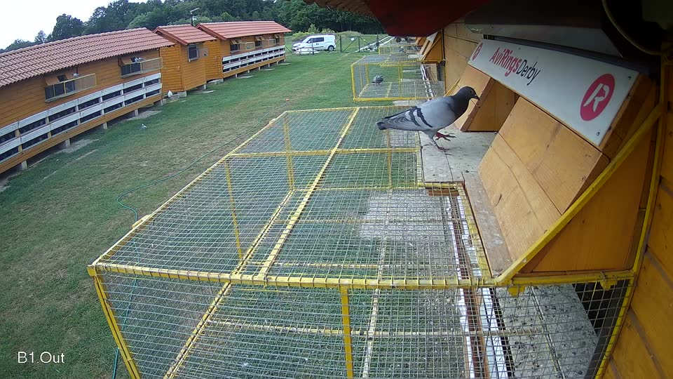 Pigeon Arrival Image For Race Race 3