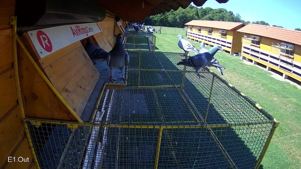 Pigeon Arrival Image For Race Race 2