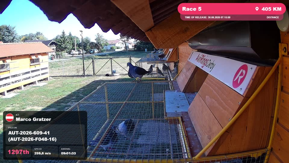Pigeon Arrival Image For Race Race 5