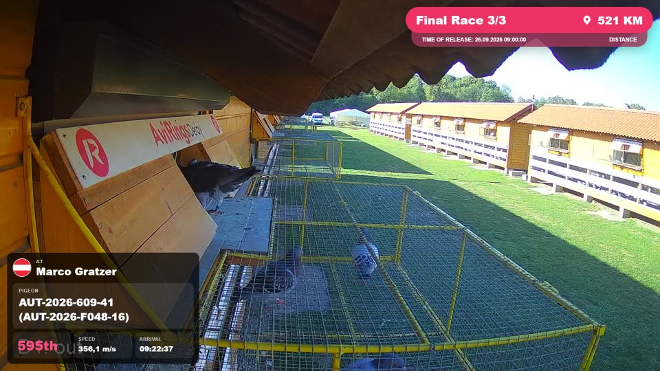 Pigeon Arrival Image For Race Final Race 3/3