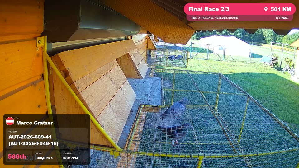Pigeon Arrival Image For Race Final Race 2/3