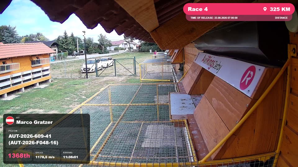 Pigeon Arrival Image For Race Race 4