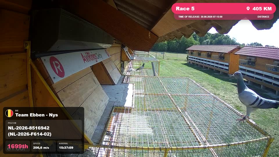 Pigeon Arrival Image For Race Race 5