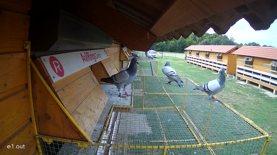 Pigeon Arrival Image For Race Race 4