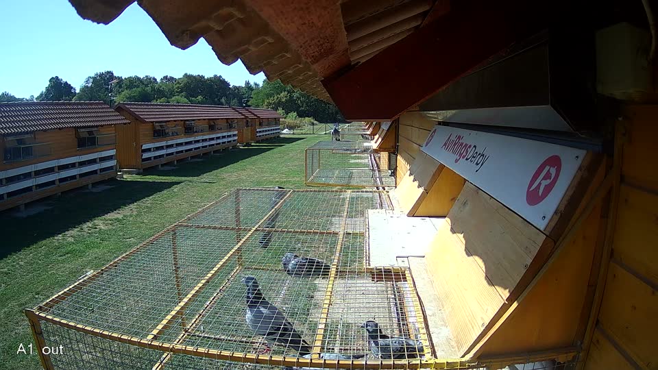 Pigeon Arrival Image For Race Race 5