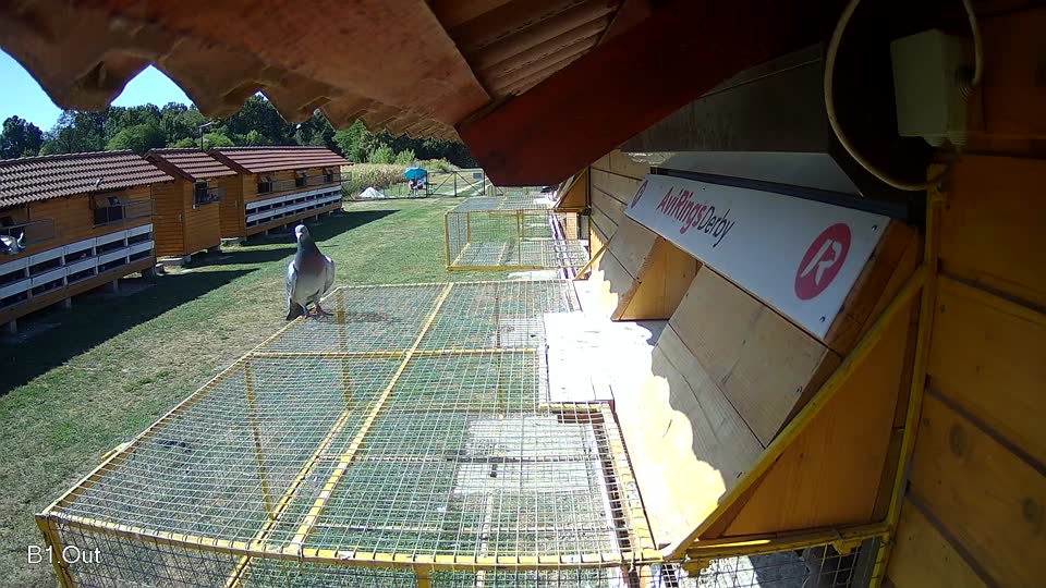 Pigeon Arrival Image For Race Race 3