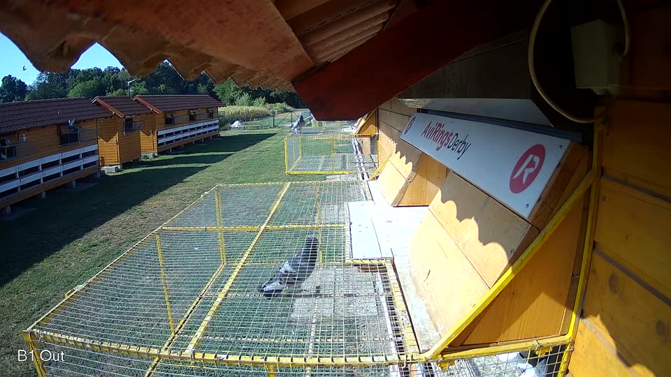 Pigeon Arrival Image For Race Race 2