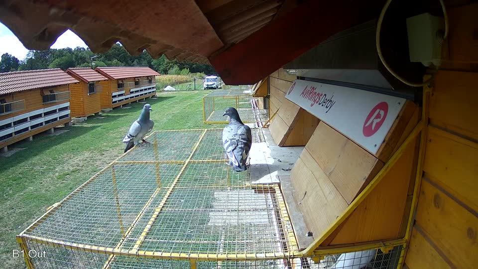 Pigeon Arrival Image For Race Race 4