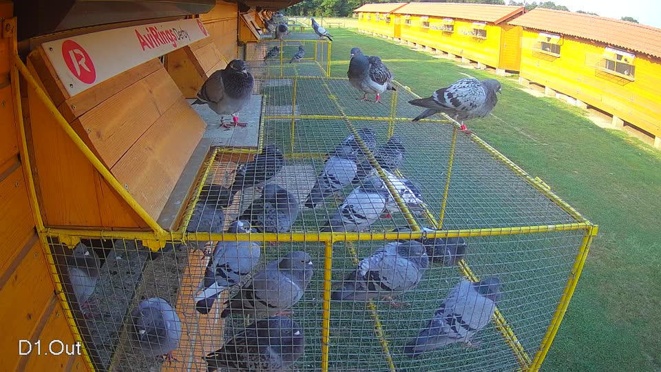 Pigeon Arrival Image For Race Race 4