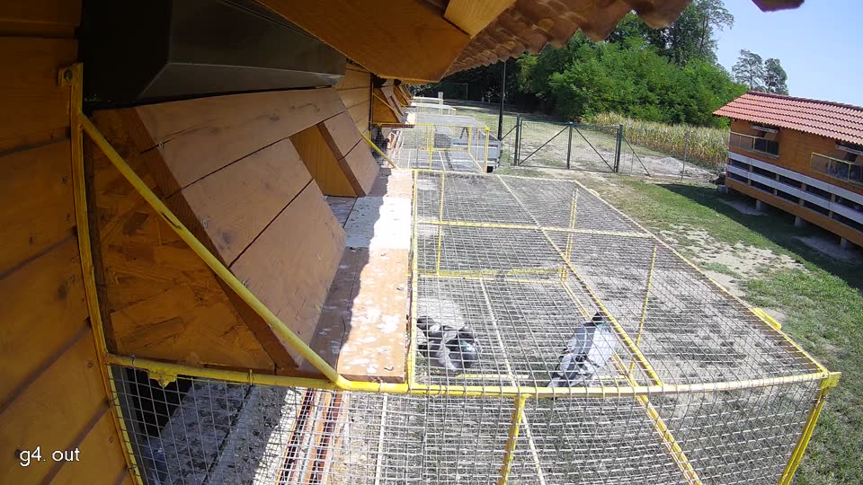 Pigeon Arrival Image For Race Race 1